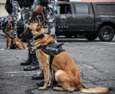 A eficácia dos serviços executados pela Companhia de Operações com Cães (COC) do Batalhão de Operações Especiais (BOPE) da Polícia Militar do Paraná (PMPR) elevou os números de apreensões de drogas e armas de fogos nos últimos 16 meses