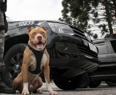 A eficácia dos serviços executados pela Companhia de Operações com Cães (COC) do Batalhão de Operações Especiais (BOPE) da Polícia Militar do Paraná (PMPR) elevou os números de apreensões de drogas e armas de fogos nos últimos 16 meses
