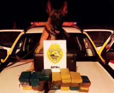 A eficácia dos serviços executados pela Companhia de Operações com Cães (COC) do Batalhão de Operações Especiais (BOPE) da Polícia Militar do Paraná (PMPR) elevou os números de apreensões de drogas e armas de fogos nos últimos 16 meses