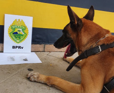 A eficácia dos serviços executados pela Companhia de Operações com Cães (COC) do Batalhão de Operações Especiais (BOPE) da Polícia Militar do Paraná (PMPR) elevou os números de apreensões de drogas e armas de fogos nos últimos 16 meses