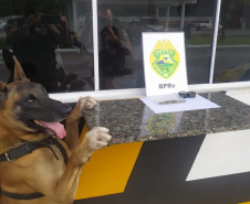 A eficácia dos serviços executados pela Companhia de Operações com Cães (COC) do Batalhão de Operações Especiais (BOPE) da Polícia Militar do Paraná (PMPR) elevou os números de apreensões de drogas e armas de fogos nos últimos 16 meses