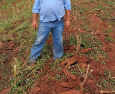 O produtor e a sociedade são os maiores beneficiados quando a pesquisa e a extensão rural trabalham em sintonia. Buscar variedades mais produtivas exige anos de trabalho dos pesquisadores e o extensionista é fundamental para fazer esse conhecimento chegar aos agricultores. Na região Noroeste do estado um exemplo dessa parceria vem impactando diariamente a renda de alguns produtores de mandioca.  - Foto: IDR/Paraná
