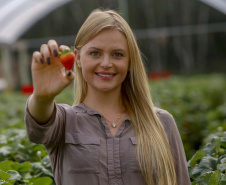 Morango 
Alessandra Clemente ? secretária de agricultura
Foto Gilson Abreu/AEN
