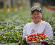 Morango 
Kátia Estela Tsuneta Matsui  - agricultora
Foto Gilson Abreu/AEN