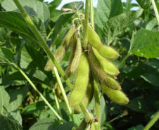 Em 15 de maio, o Paraná dá início ao combate à ferrugem asiática da soja. Nesta data termina o prazo para a colheita ou dessecação da oleaginosa, com o objetivo de preparar as áreas de cultivo para o vazio sanitário, período no qual é proibido semear ou manter plantas vivas de soja no campo.  -  Curitiba, 14/05/2021  -  Foto: SEAB