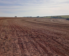 Em 15 de maio, o Paraná dá início ao combate à ferrugem asiática da soja. Nesta data termina o prazo para a colheita ou dessecação da oleaginosa, com o objetivo de preparar as áreas de cultivo para o vazio sanitário, período no qual é proibido semear ou manter plantas vivas de soja no campo.  -  Curitiba, 14/05/2021   - Foto: Camila Roberta Javorski Ueno/Adapar
