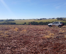 Em 15 de maio, o Paraná dá início ao combate à ferrugem asiática da soja. Nesta data termina o prazo para a colheita ou dessecação da oleaginosa, com o objetivo de preparar as áreas de cultivo para o vazio sanitário, período no qual é proibido semear ou manter plantas vivas de soja no campo.  -  Curitiba, 14/05/2021   - Foto: Camila Roberta Javorski Ueno/Adapar