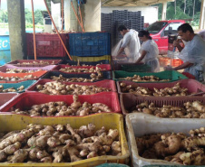 O município de Morretes já foi o maior produtor de gengibre do país, porém alguns problemas com o manejo e a concorrência com a produção da china fizeram a cultura declinar nos últimos anos