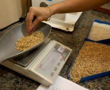 Colheita de arroz - Fazendas Volta Grande e Nova Brasília.Foto: Ari Dias/AEN