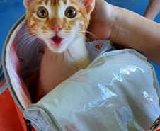 O CastraPet, Programa Permanente de Esterilização de Cães e Gatos, estará em Piraquara, entre os dias 25 e 29 de maio, para castrar mais de 700 animais domésticos no município. Foto:SEDEST