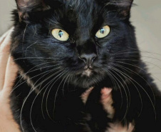 O CastraPet, Programa Permanente de Esterilização de Cães e Gatos, estará em Piraquara, entre os dias 25 e 29 de maio, para castrar mais de 700 animais domésticos no município. Foto:SEDEST