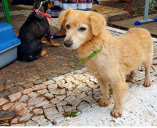 O CastraPet, Programa Permanente de Esterilização de Cães e Gatos, estará em Piraquara, entre os dias 25 e 29 de maio, para castrar mais de 700 animais domésticos no município. Foto:SEDEST
