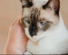 O CastraPet, Programa Permanente de Esterilização de Cães e Gatos, estará em Piraquara, entre os dias 25 e 29 de maio, para castrar mais de 700 animais domésticos no município. Foto:SEDEST