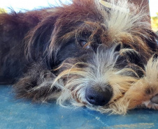 O CastraPet, Programa Permanente de Esterilização de Cães e Gatos, estará em Piraquara, entre os dias 25 e 29 de maio, para castrar mais de 700 animais domésticos no município. Foto:SEDEST
