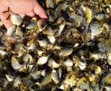 Em quatro meses, rios do Paraná são repovoados com 500 mil peixes nativos. Foto: SEDEST