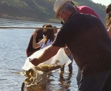 Em quatro meses, rios do Paraná são repovoados com 500 mil peixes nativos. Foto: SEDEST