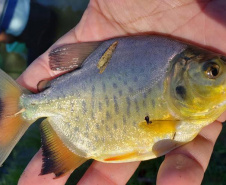 Em quatro meses, rios do Paraná são repovoados com 500 mil peixes nativos. Foto: SEDEST