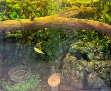 Animais de espécimes nativas e exóticas foram apreendidos durante cumprimento de mandados de busca e apreensão em Maringá, no Noroeste do Estado, nesta terça-feira (25). A operação contou com o apoio do Batalhão de Polícia Ambiental ? Força Verde. - Foto: IAT/SEDEST