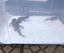 Animais de espécimes nativas e exóticas foram apreendidos durante cumprimento de mandados de busca e apreensão em Maringá, no Noroeste do Estado, nesta terça-feira (25). A operação contou com o apoio do Batalhão de Polícia Ambiental ? Força Verde. - Foto: IAT/SEDEST