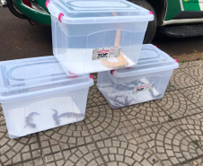Animais de espécimes nativas e exóticas foram apreendidos durante cumprimento de mandados de busca e apreensão em Maringá, no Noroeste do Estado, nesta terça-feira (25). A operação contou com o apoio do Batalhão de Polícia Ambiental ? Força Verde. - Foto: IAT/SEDEST
