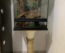Animais de espécimes nativas e exóticas foram apreendidos durante cumprimento de mandados de busca e apreensão em Maringá, no Noroeste do Estado, nesta terça-feira (25). A operação contou com o apoio do Batalhão de Polícia Ambiental ? Força Verde. - Foto: IAT/SEDEST