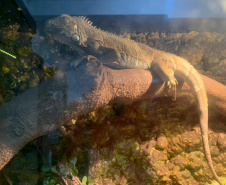 Animais de espécimes nativas e exóticas foram apreendidos durante cumprimento de mandados de busca e apreensão em Maringá, no Noroeste do Estado, nesta terça-feira (25). A operação contou com o apoio do Batalhão de Polícia Ambiental ? Força Verde. - Foto: IAT/SEDEST