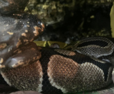 Animais de espécimes nativas e exóticas foram apreendidos durante cumprimento de mandados de busca e apreensão em Maringá, no Noroeste do Estado, nesta terça-feira (25). A operação contou com o apoio do Batalhão de Polícia Ambiental ? Força Verde. - Foto: IAT/SEDEST