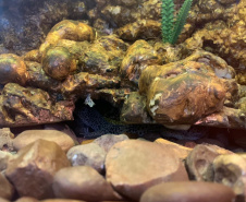 Animais de espécimes nativas e exóticas foram apreendidos durante cumprimento de mandados de busca e apreensão em Maringá, no Noroeste do Estado, nesta terça-feira (25). A operação contou com o apoio do Batalhão de Polícia Ambiental ? Força Verde. - Foto: IAT/SEDEST
