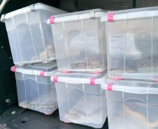 Animais de espécimes nativas e exóticas foram apreendidos durante cumprimento de mandados de busca e apreensão em Maringá, no Noroeste do Estado, nesta terça-feira (25). A operação contou com o apoio do Batalhão de Polícia Ambiental ? Força Verde. - Foto: ROTAM/Batalhão de Polícia Ambiental ? Força Verde.