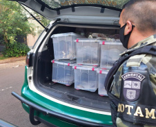 Animais de espécimes nativas e exóticas foram apreendidos durante cumprimento de mandados de busca e apreensão em Maringá, no Noroeste do Estado, nesta terça-feira (25). A operação contou com o apoio do Batalhão de Polícia Ambiental ? Força Verde. - Foto: ROTAM/Batalhão de Polícia Ambiental ? Força Verde.