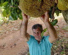 O Paraná tem jaca, e jaca em abundância, como revela um simples passeio pelas ruas de Altônia, na Região Noroeste