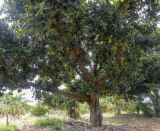 O Paraná tem jaca, e jaca em abundância, como revela um simples passeio pelas ruas de Altônia, na Região Noroeste