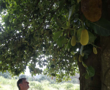 O Paraná tem jaca, e jaca em abundância, como revela um simples passeio pelas ruas de Altônia, na Região Noroeste