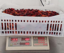 Cooperativa finaliza primeiro teste para a comercialização do pinhão descascado e

embalado a vácuo. Foto:Emater
