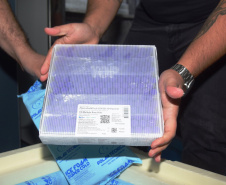 Mais uma leva de vacina Cominarty, produzida pela Pfizer/BioNTech, chegou ao Paraná nesta quinta-feira (3). O lote de 37.440 doses foi recebido às 13h20 no Aeroporto Internacional Afonso Pena, em São José dos Pinhais, na Região Metropolitana de Curitiba, e seguiu para conferência no Centro de Medicamentos do Paraná (Cemepar), onde chegou às 13h50.  -  Curitiba, 03/06/2021  -  Foto: Américo Antonio/SESA