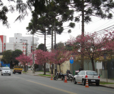 Para garantir a convivência harmoniosa e duradoura entre árvores e rede elétrica nos centros urbanos, a Copel mantém o Programa Florestas Urbanas, criado em 2007 e reformulado em 2015 para dar apoio aos municípios paranaenses no planejamento da arborização de ruas.  -  Curitiba, 04/06/2021  -  Foto: Copel