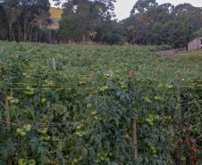 plantação de tomate
Reserva-Pr
Gilson Abreu/AEN