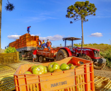 plantação de tomate
Reserva-Pr
Gilson Abreu/AEN
