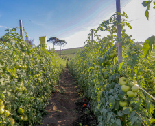 plantação de tomate
Reserva-Pr
Gilson Abreu/AEN