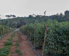 plantação de tomate
Reserva-Pr
Gilson Abreu/AEN