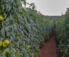 plantação de tomate
Reserva-Pr
Gilson Abreu/AEN