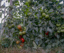 plantação de tomate
Reserva-Pr
Gilson Abreu/AEN