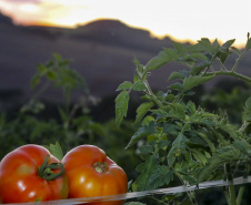 plantação de tomate
Reserva-Pr
Gilson Abreu/AEN