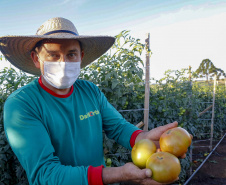 plantação de tomate
Reserva-Pr
Gilson Abreu/AEN
