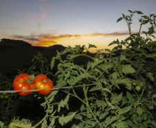 plantação de tomate
Reserva-Pr
Gilson Abreu/AEN