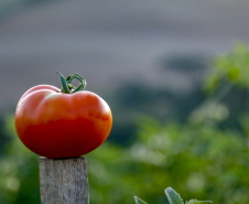 plantação de tomate
Reserva-Pr
Gilson Abreu/AEN
