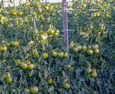 plantação de tomate
Reserva-Pr
Gilson Abreu/AEN