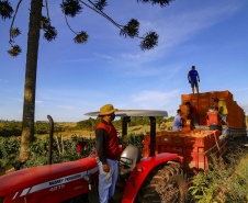 plantação de tomate
Reserva-Pr
Gilson Abreu/AEN