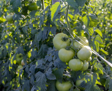 plantação de tomate
Reserva-Pr
Gilson Abreu/AEN
