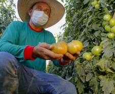 plantação de tomate
Reserva-Pr
Gilson Abreu/AEN